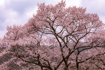 満開の桜の大木