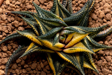 cactus garden desert