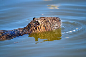 Fototapeta premium Closeup of coypu (Myocastor coypus) swimming in the marshes of Camargue in France 