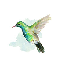 Fototapeta premium Hummingbird bird watercolor painting flying tropical animal on isolated white background, hand painted 