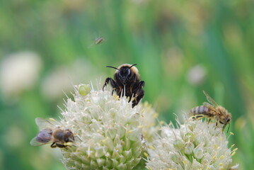 A bee pollinates a flower in summer