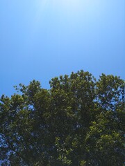 trees and sky