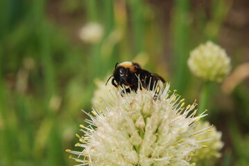 Two bees pollinate flowers in summer