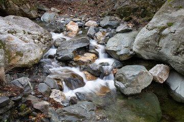 sottobosco