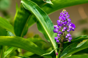 Gengibre Azul IMG_7281