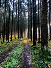 Obraz premium Sonnenstrahlen sind das Kitzeln des Waldes