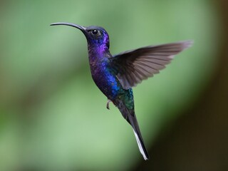 Violet Sabrewing - large hummingbird in Costa Rican tropical forest