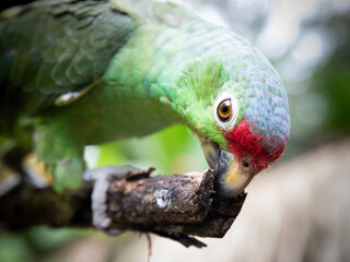 A green parrot pecking at a branch in the forest with deep look in its eye.