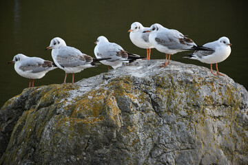 Group of six gulls sitting on a rock