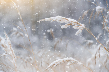 Snow covered frosty grass in winter forest 