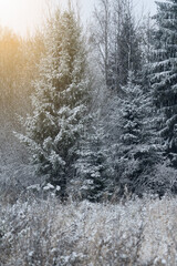 Snow covered winter forest