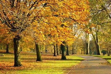 Naklejka premium autumn colour in the park.