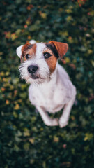 Cute Parson Russell Terrier Portrait from Above