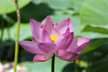 Pink lotus flower
