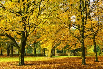 Naklejka premium autumn in the park