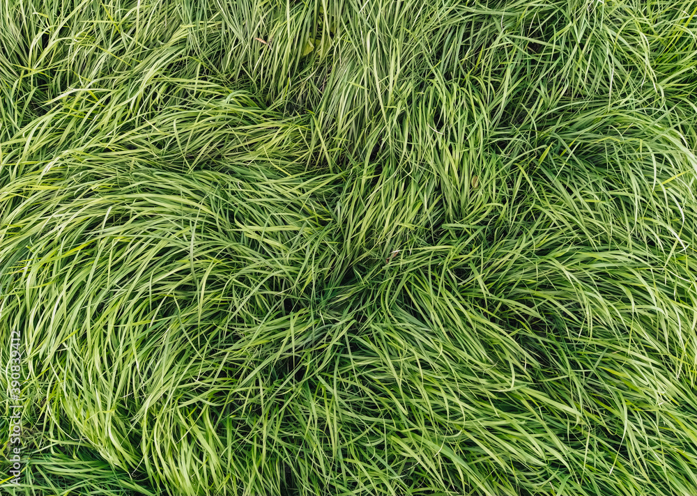 Wall mural Texture, background of long, tall green grass close-up. Photography, copy space.