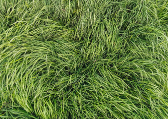 Texture, background of long, tall green grass close-up. Photography, copy space.