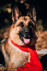 Portrait of a black and red German shepherd in a red knitted scarf. Charming thoroughbred friendly dog. Beautiful picture of the dog for the calendar. Shepherd dog on a background of Golden leaves.