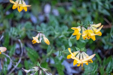 Wandern Bergsteigen auf den Unnutz Berg in Tirol &Ouml;sterreich bei Achenkirch Rofan