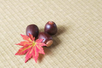 畳の上のドングリと紅葉の葉