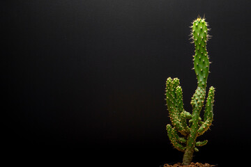 cactus garden desert