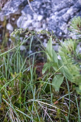 Wandern Bergsteigen auf den Unnutz Berg in Tirol Österreich bei Achenkirch Rofan