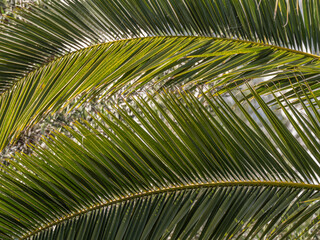Fototapeta premium jungle palm tree foliage providing sun shade from the mid day sun and cover
