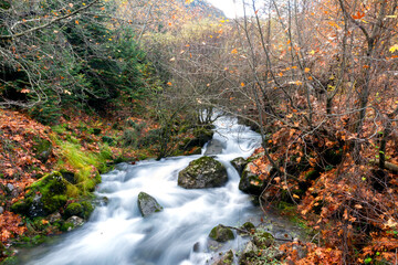 A river in Athanasios Diakos Fokida Greece. One of the springs of lake Mornos. It is autumn and the water flows between dry trees and leaves. The shutterspeed is slow and the water looks silky