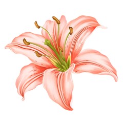 Hand drawn of Coral Pink Lily flower on the white background, create by procreate. A Botanical Illustration looks real.
