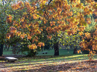 autumn at the park.trees covered with leaves yellowed by fall