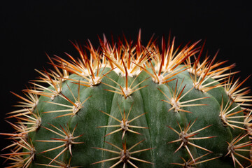 Naklejka na ściany i meble cactus garden desert