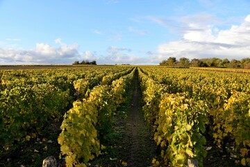 Vignes en automne