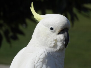 Schau mir in die Augen Kleines