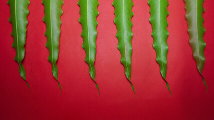 Group of Green leaves on red background.