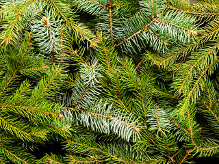 Christmas pine tree background