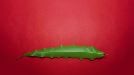 Green leaf on red background.