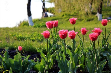 Red tulips bloom on the Bank of a pond in a city Park on a summer evening