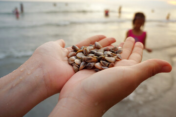 Sea shells on hand with beach background.
