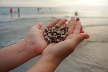 Sea shells on hand with beach background.
