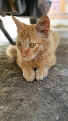 Orange Cat sitting on the ground and looking away