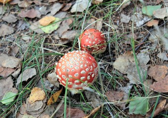 Fly agaric mushrooms grow in the autumn forest
