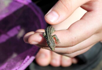 A small lizard sits in the hand