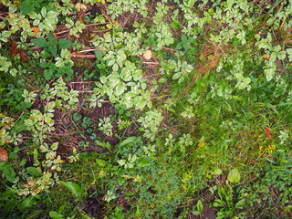 garden after rain moss grass
