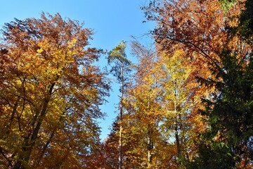 Goldener Herbst im Wald