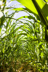 green corn sprouts in the spring or summer