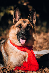 Portrait of a black and red German shepherd in a red knitted scarf. Charming thoroughbred friendly dog. Beautiful picture of the dog for the calendar. Shepherd dog on a background of Golden leaves.