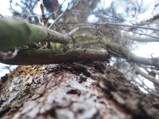 Bark winter gray background perfect forest