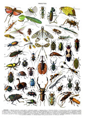 Vintage collection of different insects hand drawn with numbers / Antique engraved illustration from from La Rousse XX Sciele	