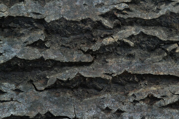 Texture tree bark close-up soft light top