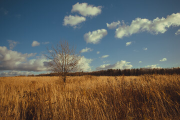 Steppe late autumn landscape